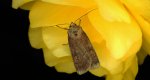 Rolnica znakówka (Xestia xanthographa)