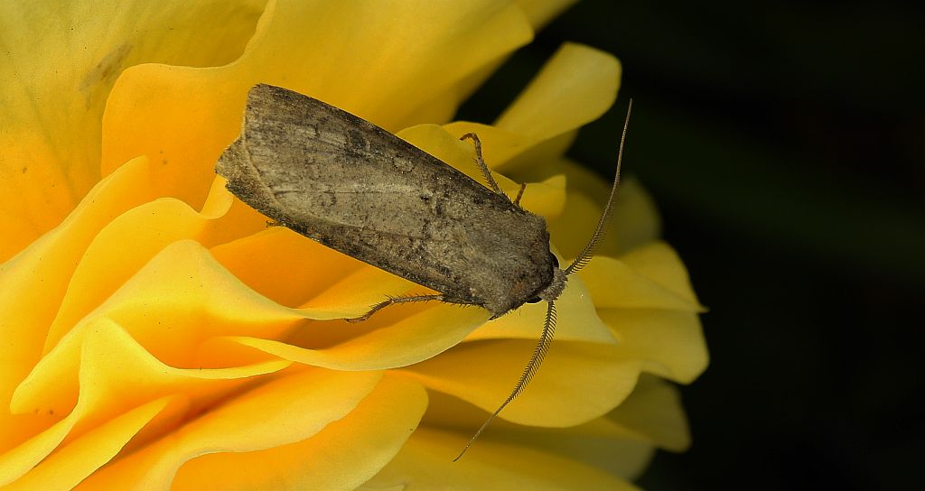Rolnica zbożówka (Agrotis segetum)