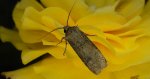 Rolnica zbożówka (Agrotis segetum)