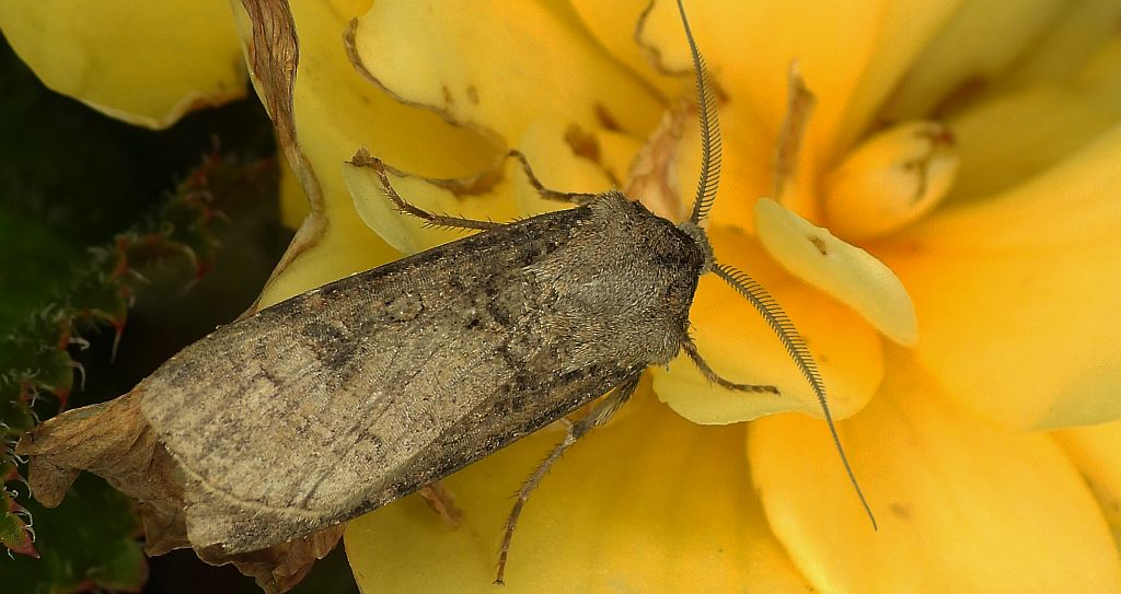 Rolnica zbożówka (Agrotis segetum)