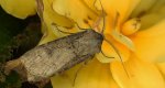 Rolnica zbożówka (Agrotis segetum)