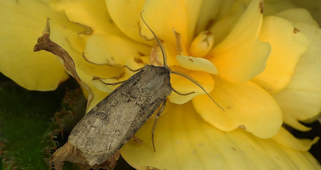 Rolnica zbożówka (Agrotis segetum)