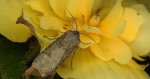 Rolnica zbożówka (Agrotis segetum)