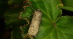 Rolnica zbożówka (Agrotis segetum)