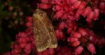 Rolnica znakówka (Xestia xanthographa)