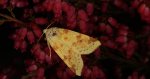 Ozimica rdzawka (Xanthia icteritia)