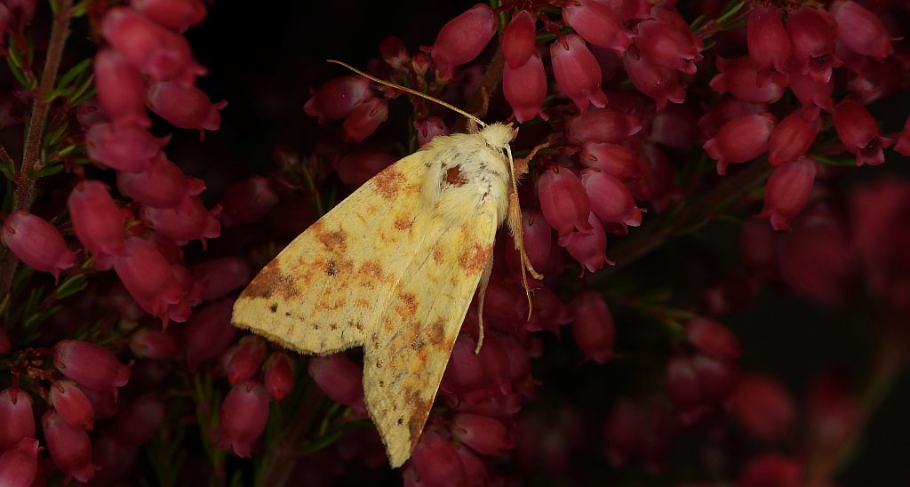 Ozimica rdzawka (Xanthia icteritia)