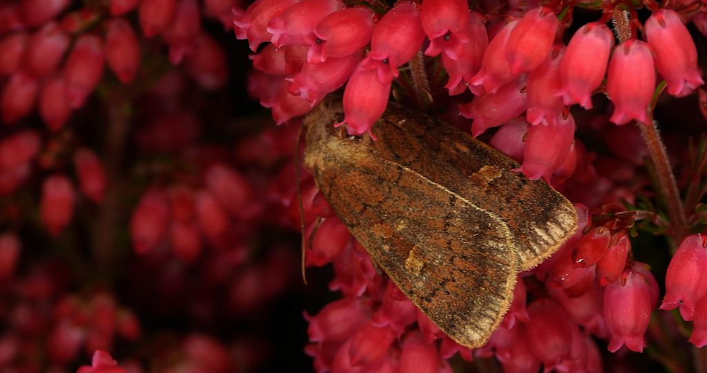 Rolnica znakówka (Xestia xanthographa)