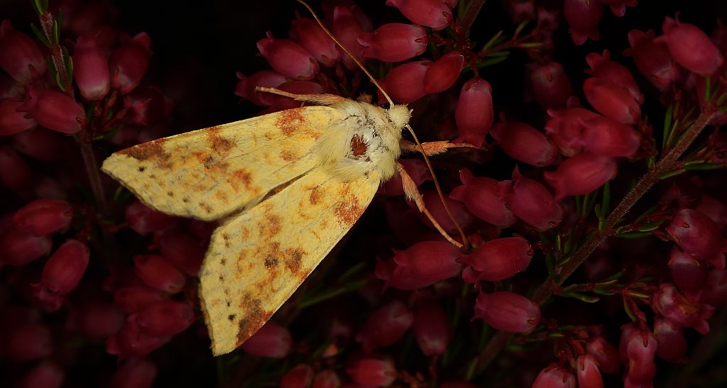 Ozimica rdzawka (Xanthia icteritia)