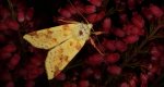 Ozimica rdzawka (Xanthia icteritia)