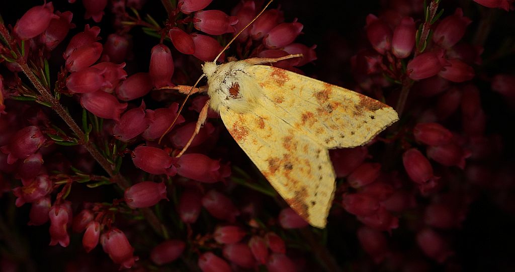 Ozimica rdzawka (Xanthia icteritia)