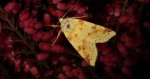 Ozimica rdzawka (Xanthia icteritia)