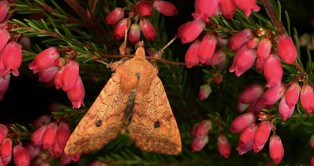 Źrenicówka rudawka (   Agrochola /Sunira/ circellaris )