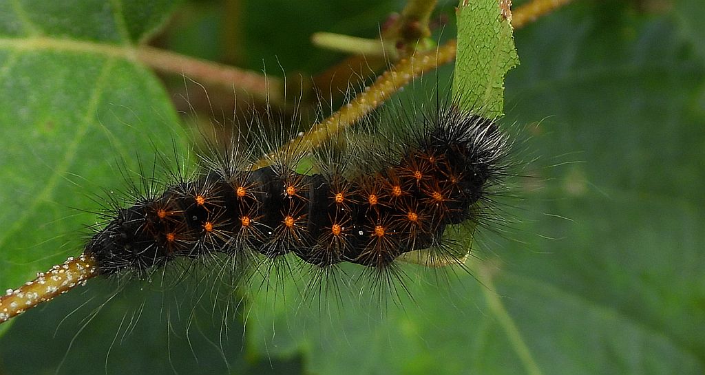 Acronicta (Viminia) auricoma