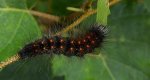 Acronicta (Viminia) auricoma