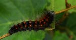 Acronicta (Viminia) auricoma