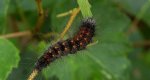 Acronicta (Viminia) auricoma