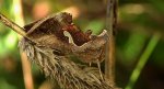 Błyszczka kroplówka (Macdunnoughia confusa)