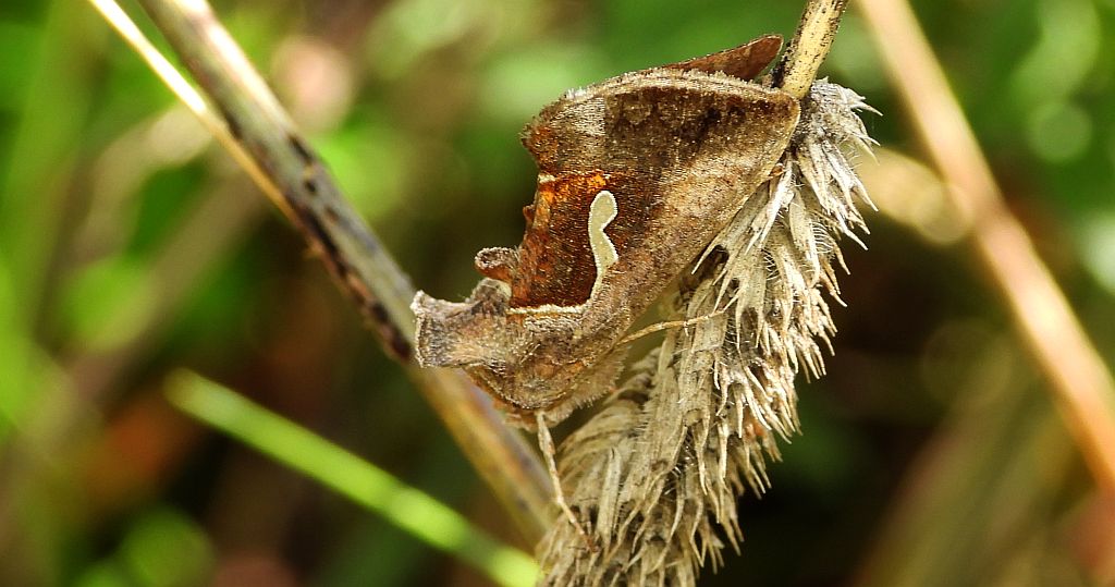 Błyszczka kroplówka (Macdunnoughia confusa)