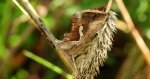 Błyszczka kroplówka (Macdunnoughia confusa)