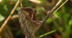 Błyszczka kroplówka (Macdunnoughia confusa)