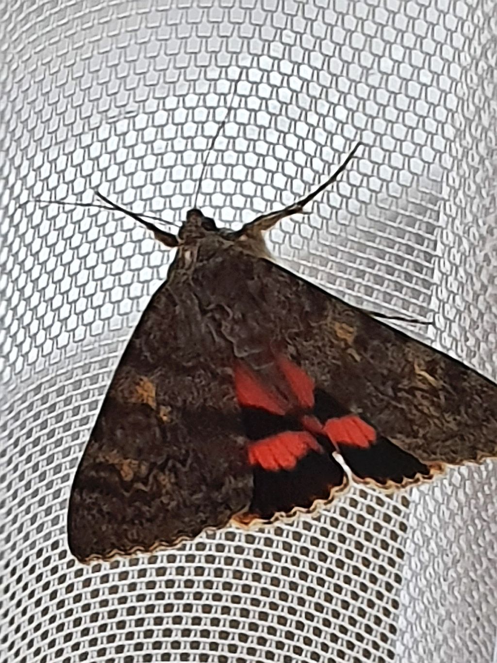 Wstęgówka pąsówka (Catocala nupta)