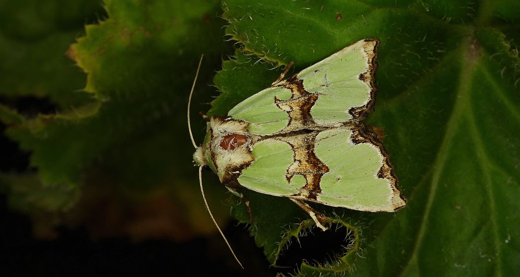 Krzyżówka malachitówka (Staurophora celsia)