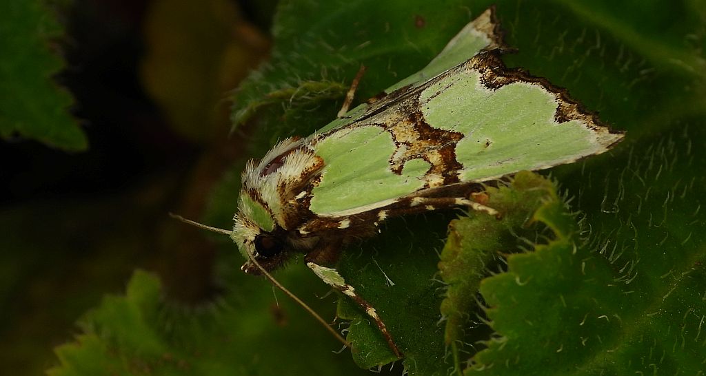 Krzyżówka malachitówka (Staurophora celsia)