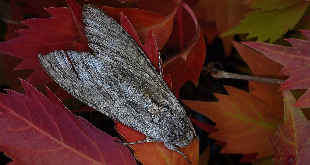 Zawisak powojowiec (Agrius convolvuli)