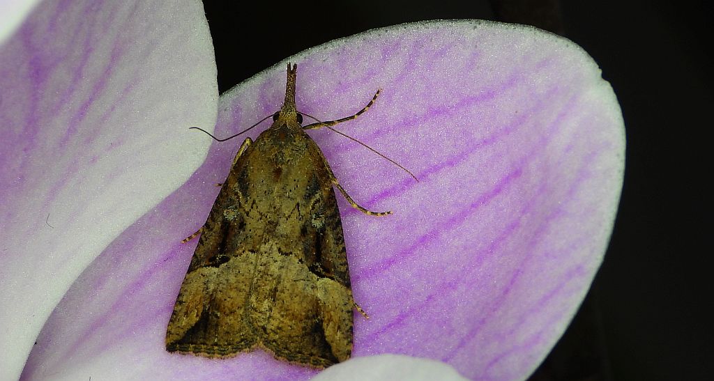 Rozszczepka nosatka (Hypena rostralis)