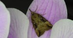 Rozszczepka nosatka (Hypena rostralis)