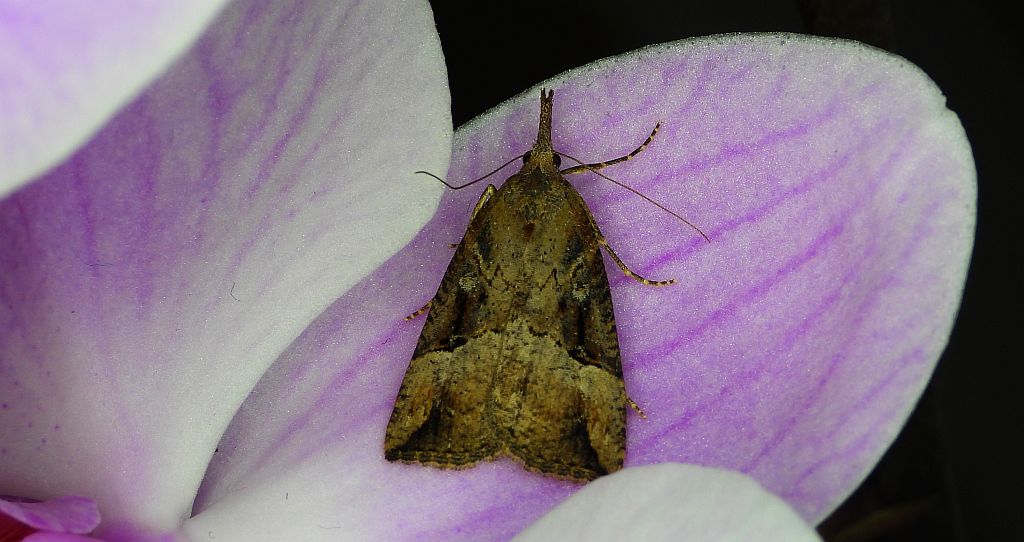 Rozszczepka nosatka (Hypena rostralis)