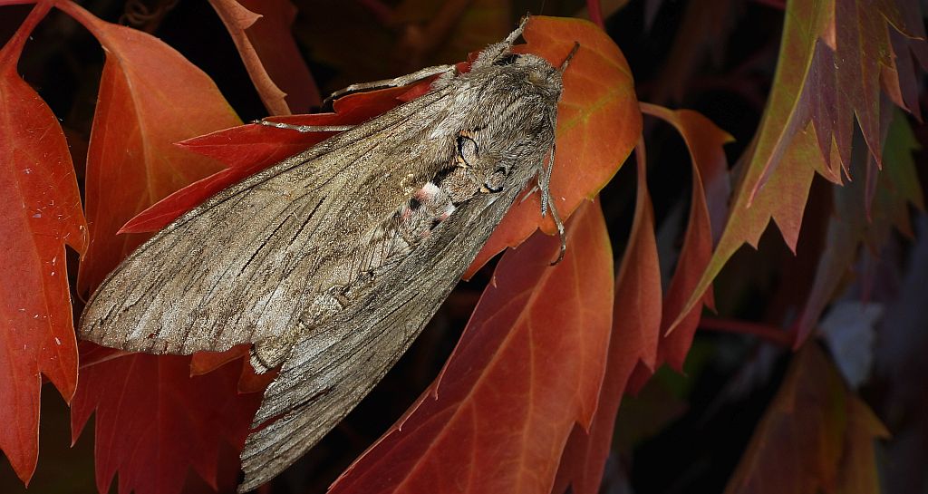 Zawisak powojowiec (Agrius convolvuli)