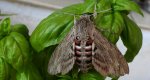 Zawisak powojowiec (Agrius convolvuli)