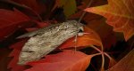 Zawisak powojowiec (Agrius convolvuli)