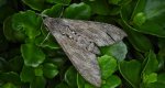 Zawisak powojowiec (Agrius convolvuli)