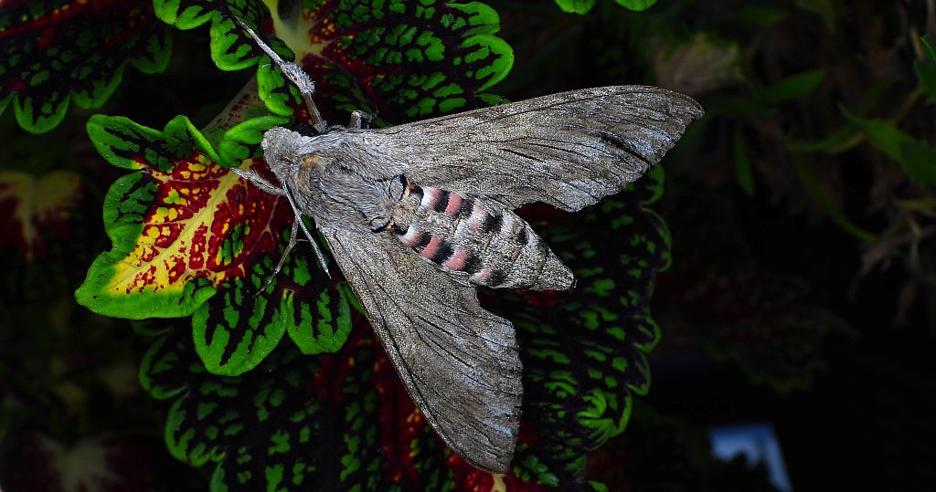 Zawisak powojowiec (Agrius convolvuli)