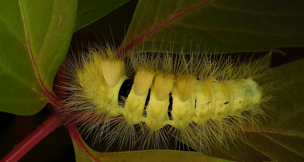 Szczotecznica szarawka (Calliteara pudibunda)