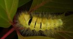Szczotecznica szarawka (Calliteara pudibunda)