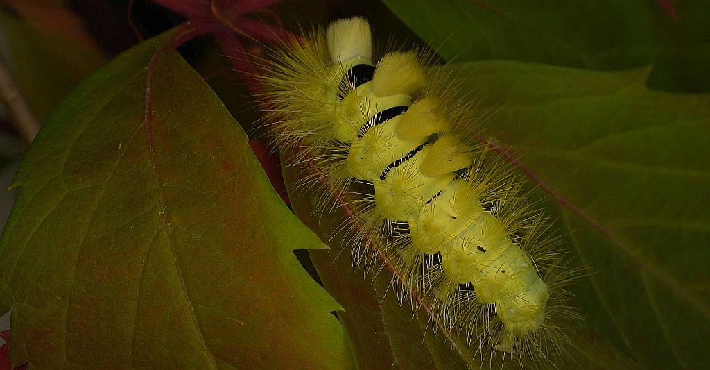 Szczotecznica szarawka (Calliteara pudibunda)