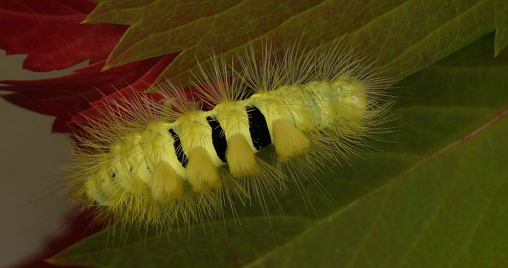 Szczotecznica szarawka (Calliteara pudibunda)