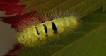Szczotecznica szarawka (Calliteara pudibunda)