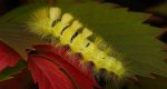 Szczotecznica szarawka (Calliteara pudibunda)