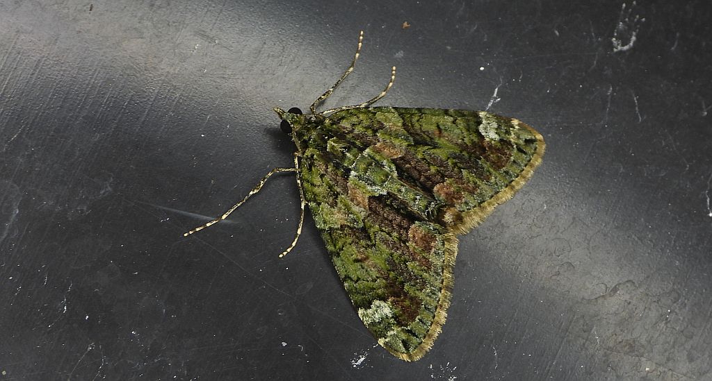 Paśnik zaroślak (Chloroclysta siterata)