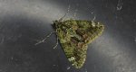 Paśnik zaroślak (Chloroclysta siterata)