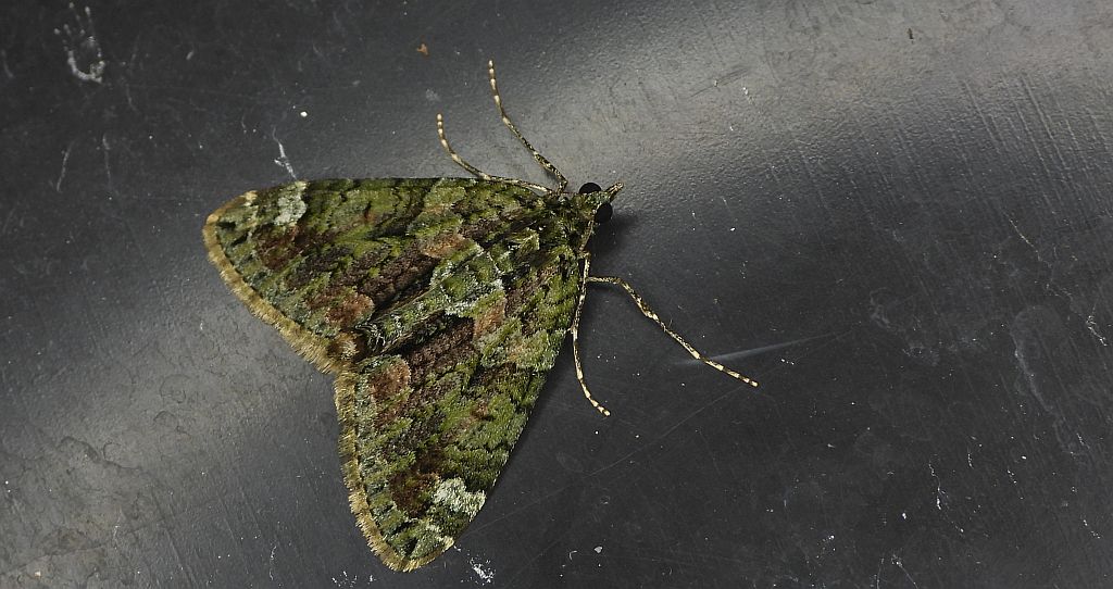 Paśnik zaroślak (Chloroclysta siterata)