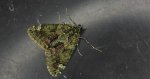 Paśnik zaroślak (Chloroclysta siterata)
