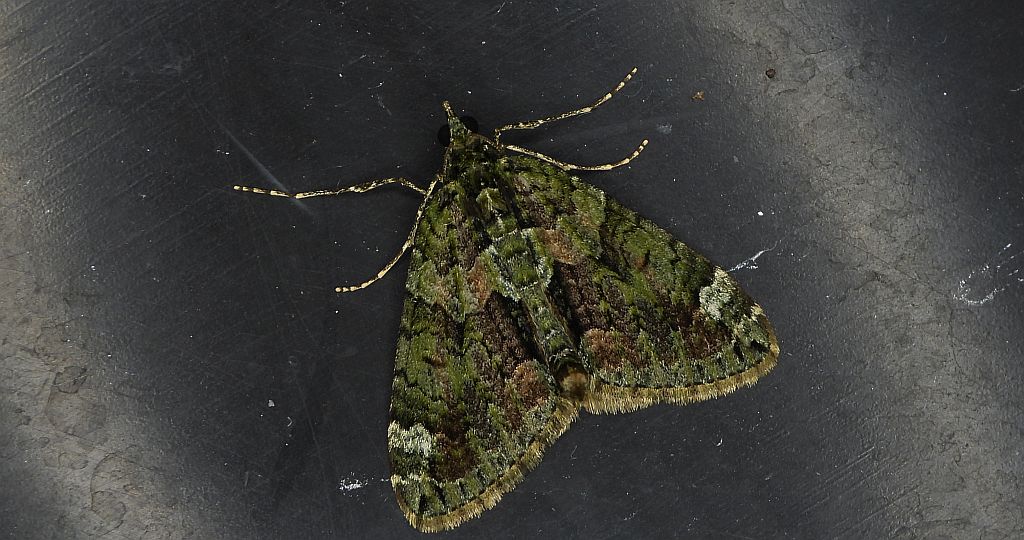 Paśnik zaroślak (Chloroclysta siterata)