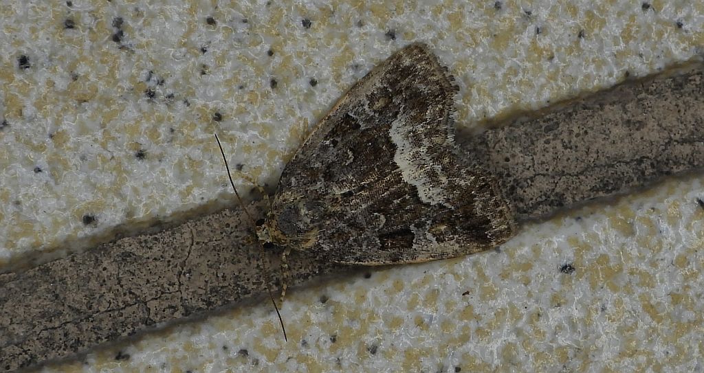 Białoplamica leśniczka, galonówka ostrężyca (Protodeltote pygarga, Deltote pygarga)