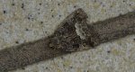 Białoplamica leśniczka, galonówka ostrężyca (Protodeltote pygarga, Deltote pygarga)